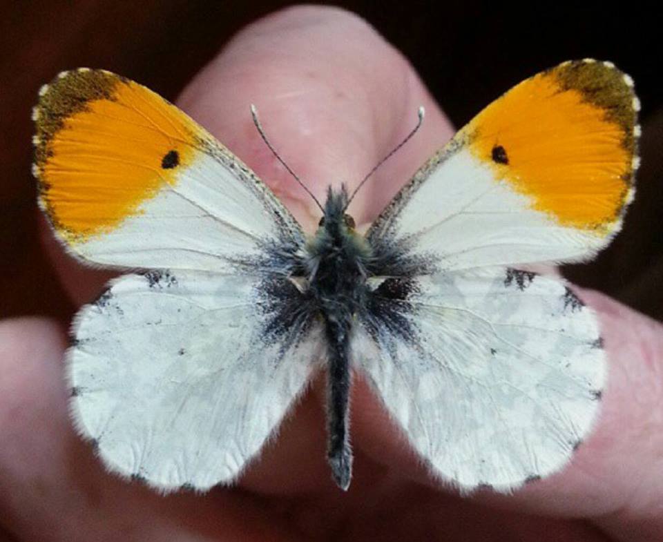 Anthocaris cardamines male (ab.quadripunctata, UK) (Internet Image property of respective owner, non-commercial use only)